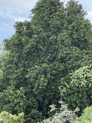 Magnolia dodecapetala