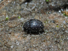 Chaetophora spinosa
