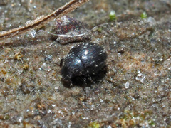 Chaetophora spinosa