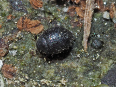 Chaetophora spinosa