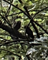 Ninox novaeseelandiae