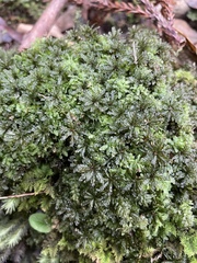 Pseudobryum