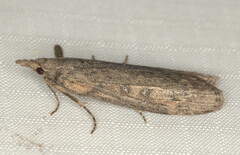 Lamoria imbella