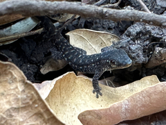 Upland Forest Day Gecko photo 3