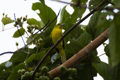 Aegithina lafresnayei