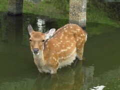 Cervus nippon centralis