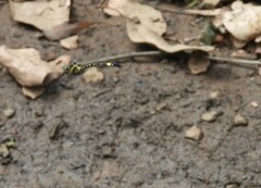 Parasynthemis regina
