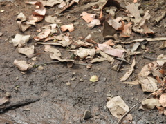 Parasynthemis regina