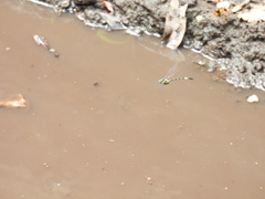 Parasynthemis regina