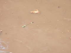 Parasynthemis regina