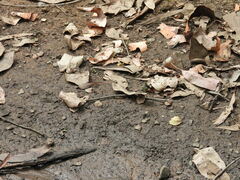 Parasynthemis regina