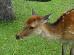 Cervus nippon centralis