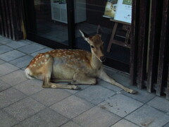 Cervus nippon centralis