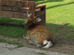 Cervus nippon centralis