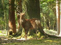 Cervus nippon centralis