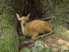 Cervus nippon centralis