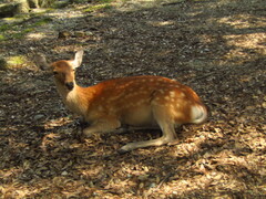 Cervus nippon centralis