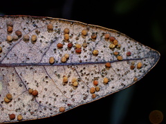 Neuroterus saltatorius texanus