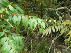 Thunbergia augur