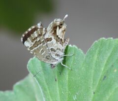 Cacyreus marshalli