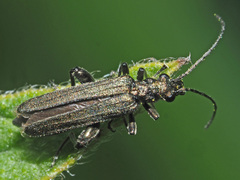 Oedemera virescens