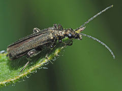 Oedemera virescens