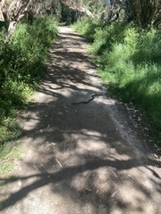 Notechis scutatus occidentalis