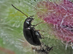 Longitarsus anchusae