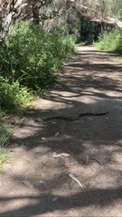 Notechis scutatus occidentalis