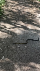 Notechis scutatus occidentalis