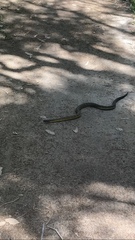 Notechis scutatus occidentalis