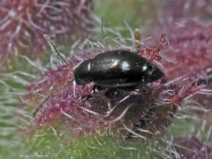 Longitarsus anchusae