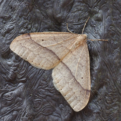 Operophtera rectipostmediana