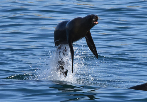 California Sea Lion photographed in California