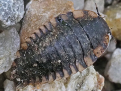 Oiceoptoma thoracicum