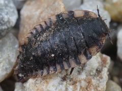 Oiceoptoma thoracicum