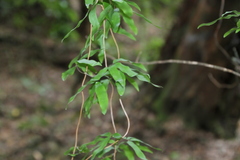 Lygodium articulatum