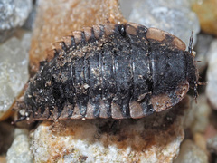 Oiceoptoma thoracicum