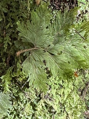 Hymenophyllum scabrum