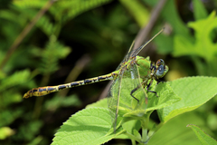 Erpetogomphus crotalinus