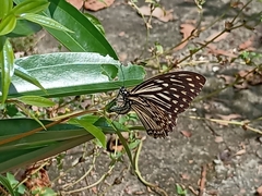 Papilio clytia clytia