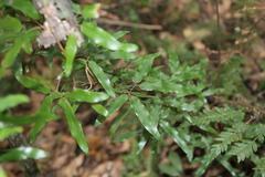 Lygodium articulatum