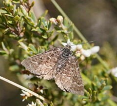 Chrysolarentia melanchlaena