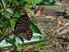 Papilio clytia clytia