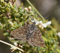 Chrysolarentia melanchlaena
