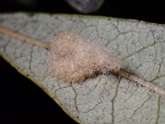 Druon quercuslanigerum