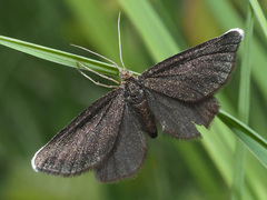 Odezia atrata