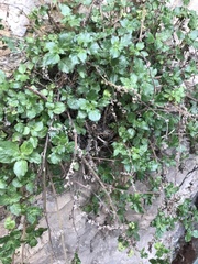 Parietaria judaica