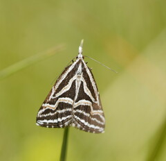 Dichromodes confluaria