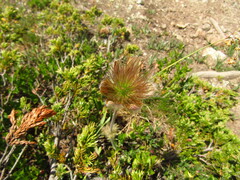 Pulsatilla